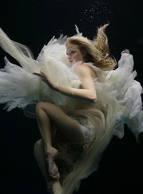 Swan song by Zena Holloway