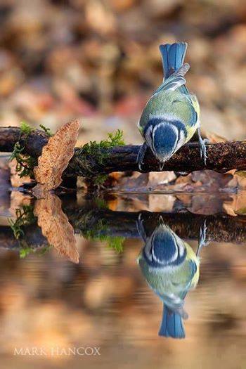 13254161_10154327208266055_3123607684567626145_n